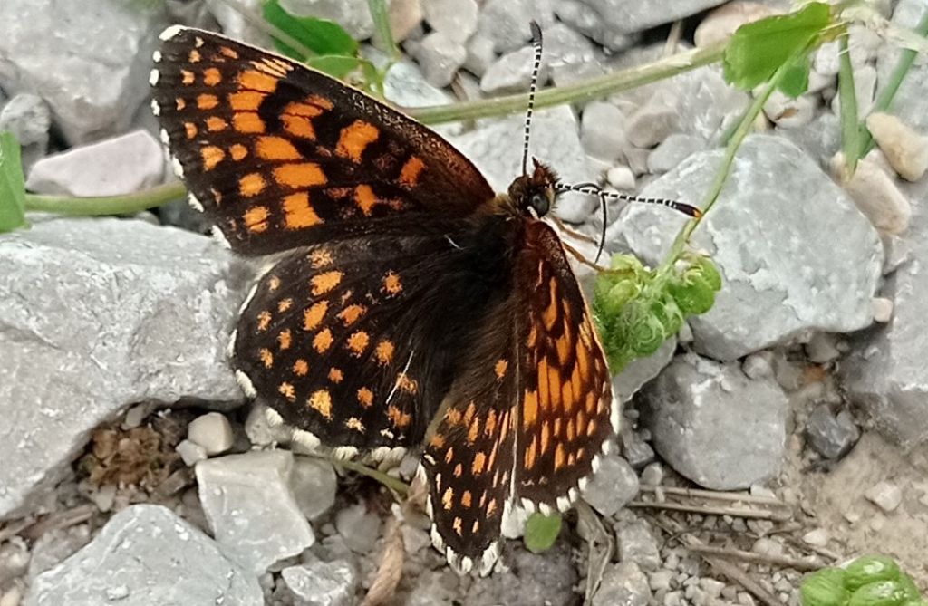 Melitaea diamina - Nymphalidae